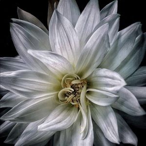 Meet your Posher, Jila